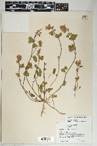 Sphaeralcea coulteri image