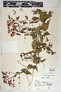 Antigonon leptopus image