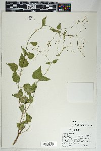 Commicarpus scandens image