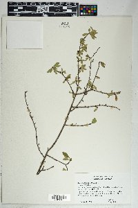 Forestiera pubescens image