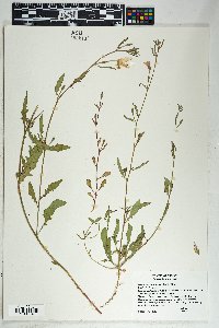 Oenothera kunthiana image