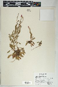 Oenothera kunthiana image