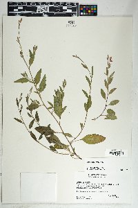 Oenothera rosea image