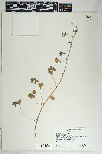 Oxalis albicans image