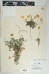 Eschscholzia californica image