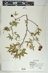 Gossypium thurberi image