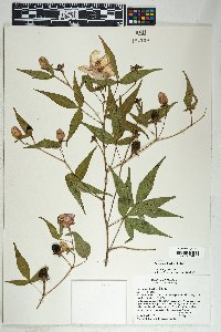 Gossypium thurberi image