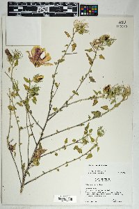 Hibiscus acicularis image