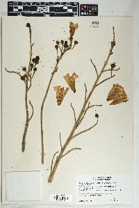 Ipomoea arborescens image