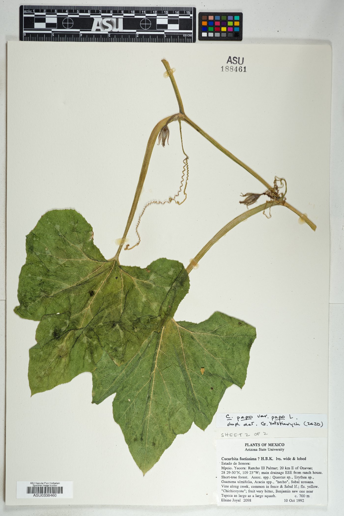 Cucurbita pepo var. pepo image