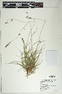 Bouteloua chondrosioides image