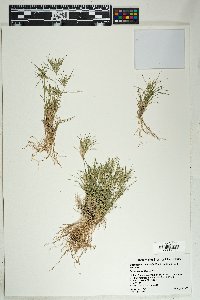 Dasyochloa pulchella image