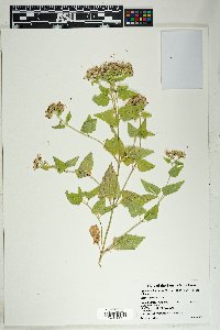 Ageratina herbacea image