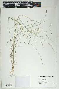 Aristida ternipes image