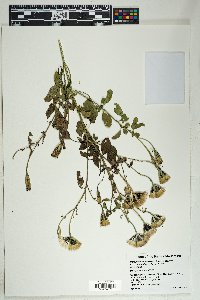 Porophyllum ruderale image