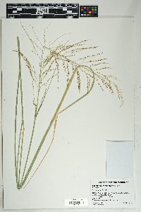 Sporobolus wrightii image