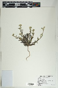 Cryptantha barbigera image