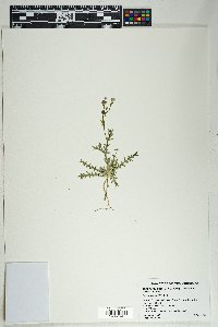 Gilia flavocincta image