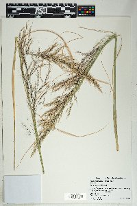 Muhlenbergia emersleyi image