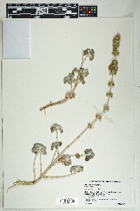 Marrubium vulgare image