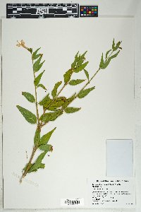 Anisacanthus thurberi image