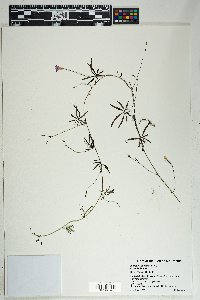 Ipomoea costellata image