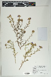 Machaeranthera tanacetifolia image