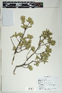 Quercus toumeyi image