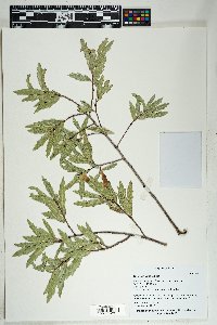 Quercus viminea image