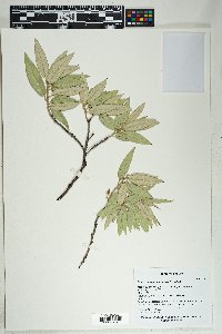 Quercus hypoleucoides image