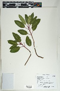 Arbutus arizonica image