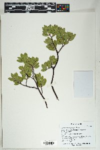 Arctostaphylos pungens image