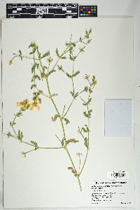 Kallstroemia grandiflora image