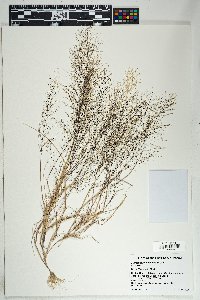 Muhlenbergia sinuosa image