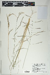 Aristida schiedeana image