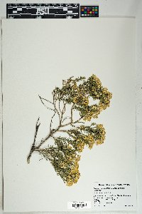 Ericameria laricifolia image