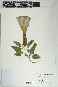 Datura wrightii image