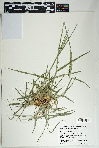 Setaria leucopila image