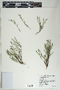 Hebecarpa macradenia image