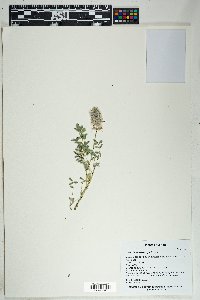 Dalea lachnostachys image