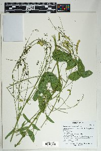 Desmodium cinerascens image