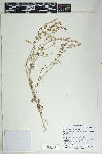 Desmodium cinerascens image