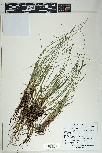 Cyperus niger image