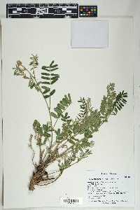 Tephrosia thurberi image