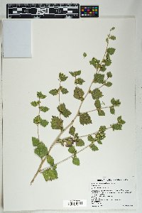 Brickellia baccharidea image