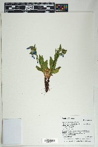 Mertensia macdougalii image