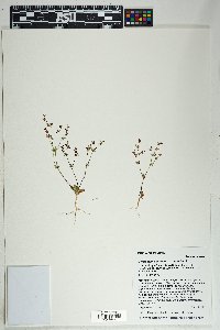 Centrostegia thurberi image