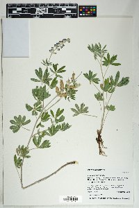 Lupinus hillii image