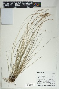 Muhlenbergia pauciflora image