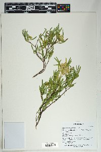 Dodonaea angustifolia image